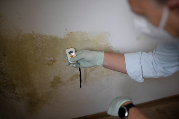 Best Mold Damage Restoration  in Bartonville, TX